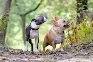 子犬が2匹のマンション探し