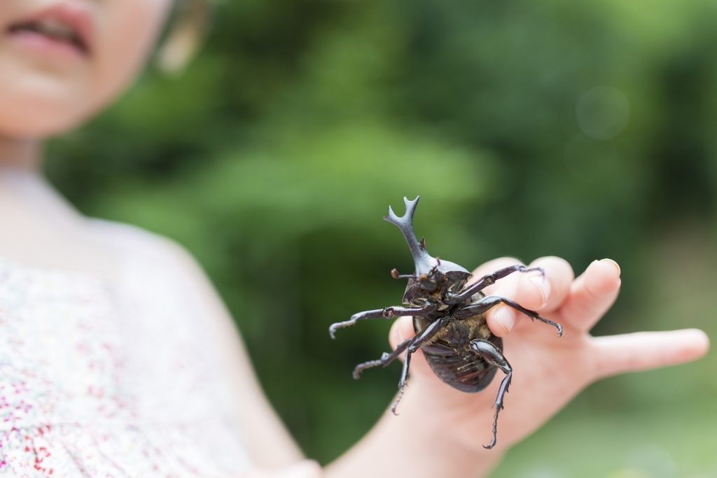 カブトムシが採れる公園