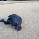 記事画像