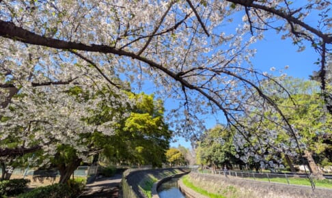 パークホームズ杉並善福寺川緑地　2026年4月時点の相場 ～一種低層住居専用地域×敷地面積約5300㎡～【マンションマニア】
